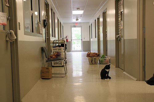 Cat Kennel: Rear Hallway