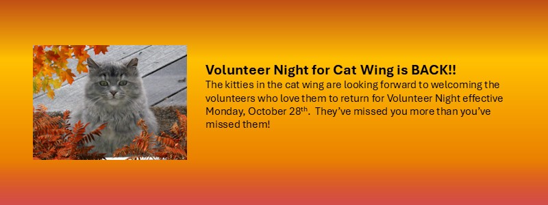 Volunteer Night in the Cat Wing is Open!